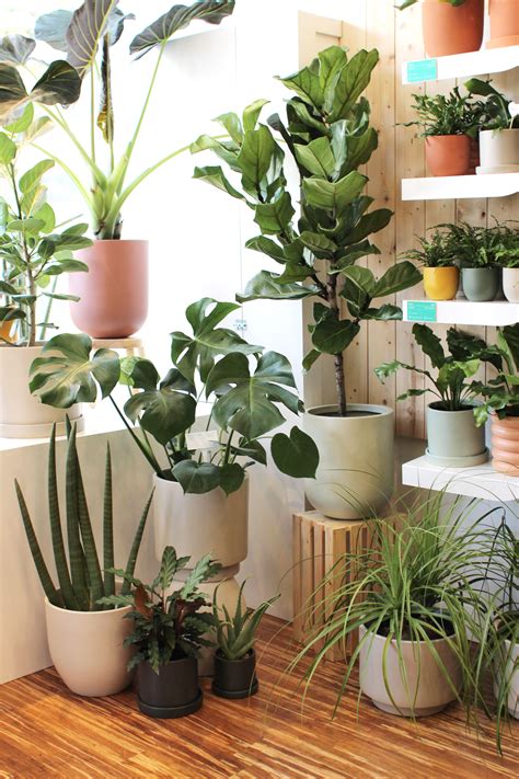 Apparently, This Is 2019’s Best-Selling Plant | Plant decor, Plants ...