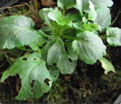My Broken Garden: Vine Weevil Damage on Pansies in Containers