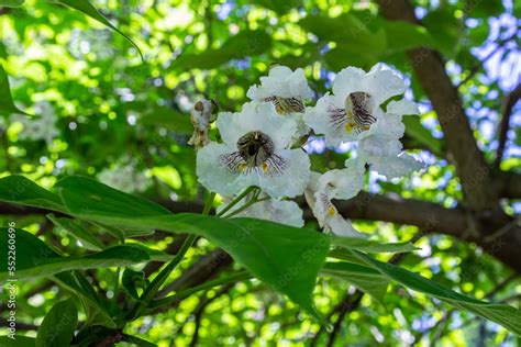 Catalpa tree is a decorative tree used in landscaping due to its showy ...