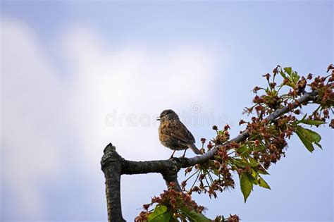 House Sparrow Sits on a Branch in the Cherry Tree. Stock Image - Image of sits, cherry: 222156071