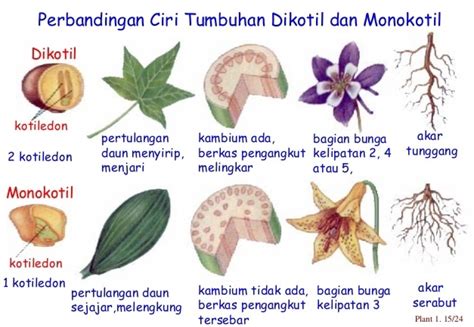 Perbedaan Dikotil dan Monokotil Pada Tumbuhan Dalam Tabel dan Gambar