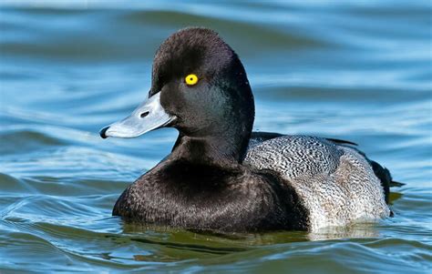 Greater Scaup | Audubon Field Guide