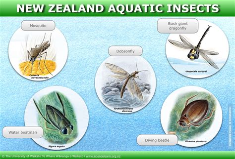 New Zealand aquatic insects — Science Learning Hub