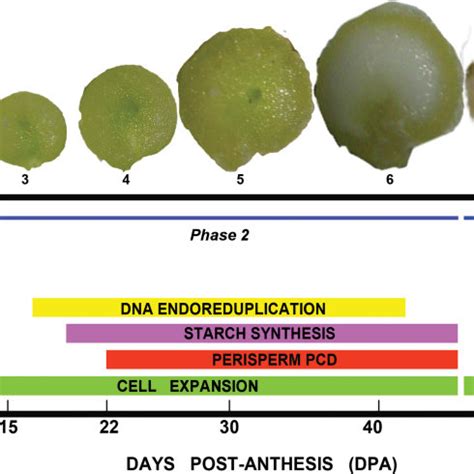 (PDF) Programmed cell death during quinoa perisperm development