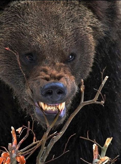 Beautiful Eyes — thacrazyanimal: Big Bear | Animales enfadados, Fotos de animales salvajes ...