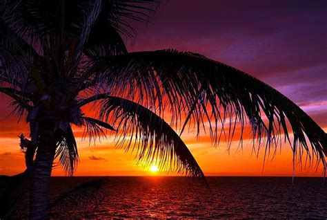 Tropical sunset, glow, shore, sunset, sea, palm trees, beach, sundown, sunrise, HD wallpaper ...