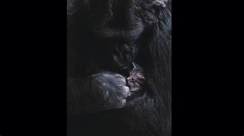 Koko - The Gorilla Who Talks | PBS Programs | PBS