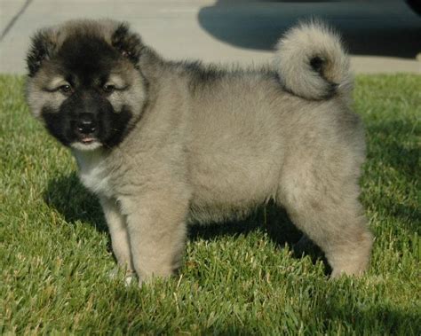 Caucasian Ovcharka puppy!!! I want one!!! | Caucasian shepherd puppy ...