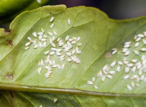 What Are The Whiteflies on your Plants and How to Get Rid of Them - Plants Spark Joy