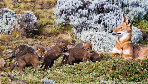 Ethiopian Wolf Pups | Will Burrard-Lucas