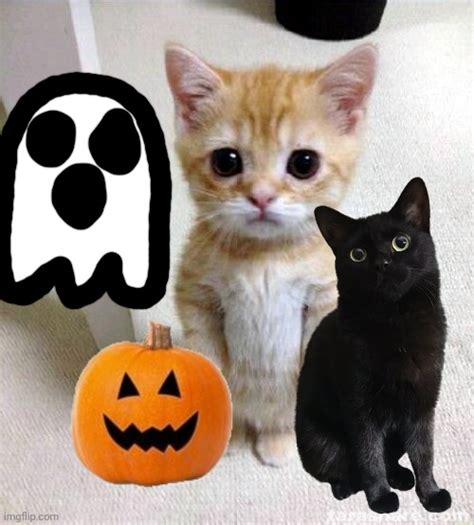 Halloween cat - Imgflip