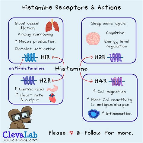 Histamine Receptors and their actions in the body 🤧 | Mast cell ...