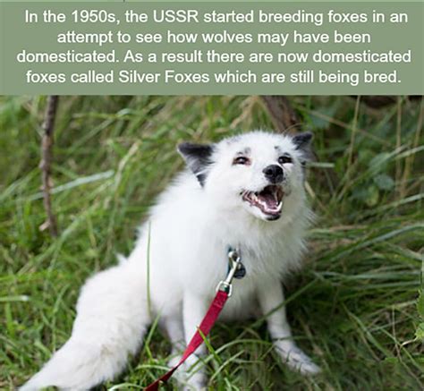 Silver Foxes... | Fox facts, Funny animals, Wtf fun facts