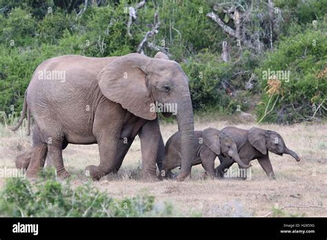 Baby African Elephants and Mom Stock Photo - Alamy