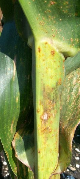 Corn Rusts: Common and Southern Rust | NC State Extension Publications