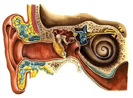 Ear Congestion Causes and How to Relief