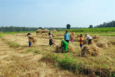 Paddy harvest workers free image download