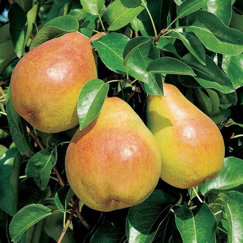 Pyrus communis 'Doyenné du Comice' | Pear - Leafland Limited | Best ...