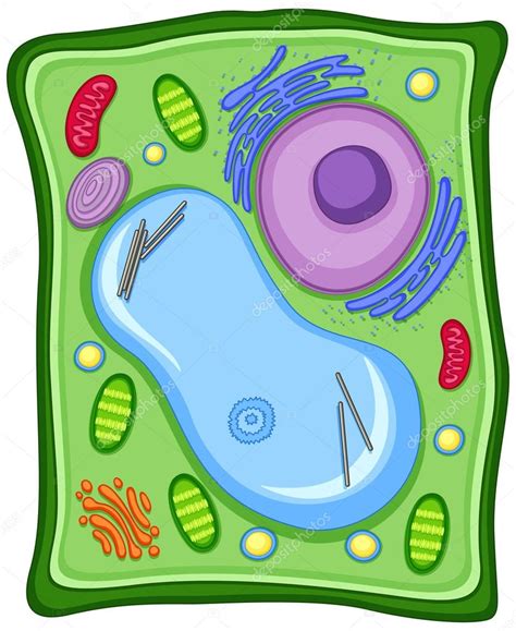 Plant cell with cell membrane Stock Vector Image by ©interactimages #115707312