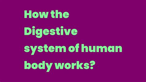 How the Digestive system of human body works? - Write A Topic