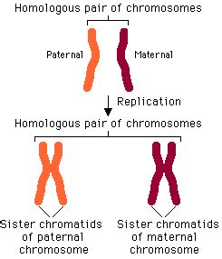 genetics - What are homologous chromosomes? - Biology Stack Exchange