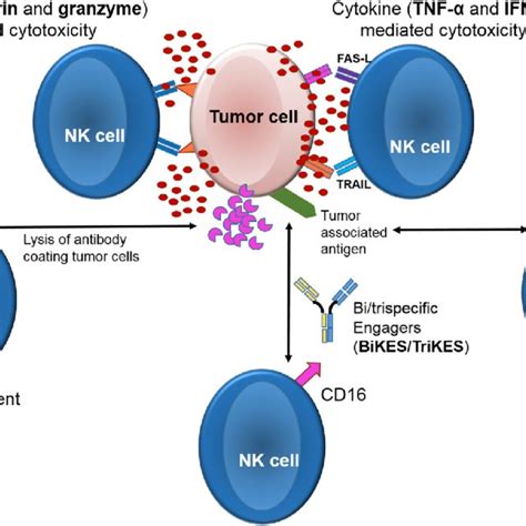 | Mechanisms of action of natural killer cell cytotoxicity. | Download ...