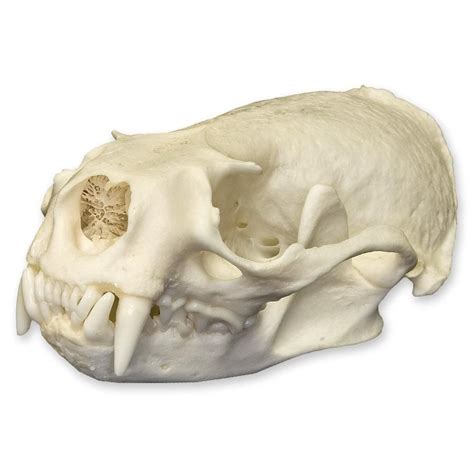 Real American River Otter Skull | Skull, Otters, River otter