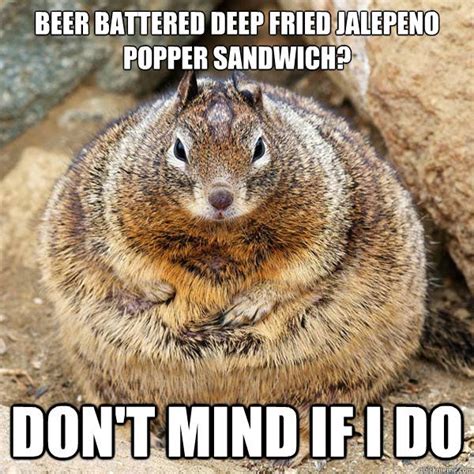 Obese American Squirrel memes | quickmeme | Funny animals, Fat squirrel, Funny captions