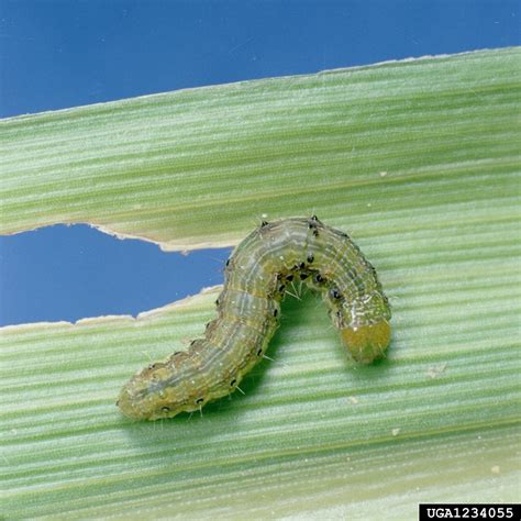 corn earworm, tomato fruitworm (Helicoverpa zea (Boddie))