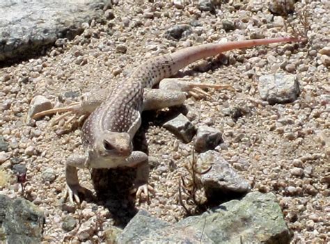 Cannundrums: Desert Iguana