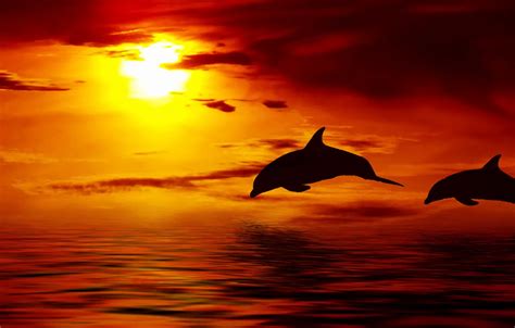 Dolphins Jumping In The Sunset Wallpaper | HQ Wallpapers