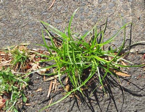 Nutgrass Weed