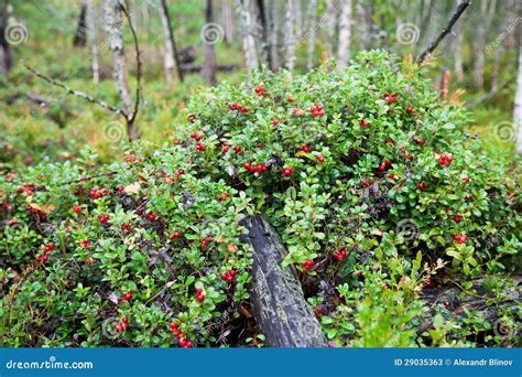 Wild Berries In The Forest Stock Photos - Image: 29035363