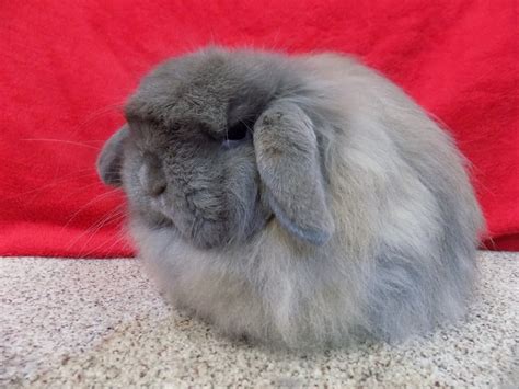 American Fuzzy Lop Rabbit: Facts, Care Sheet, & Pictures