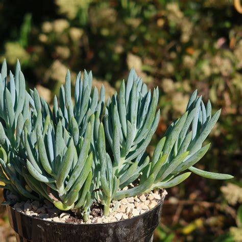 Shop 'Blue Chalk Sticks - Senecio mandraliscae' Care and Info | Planet Desert