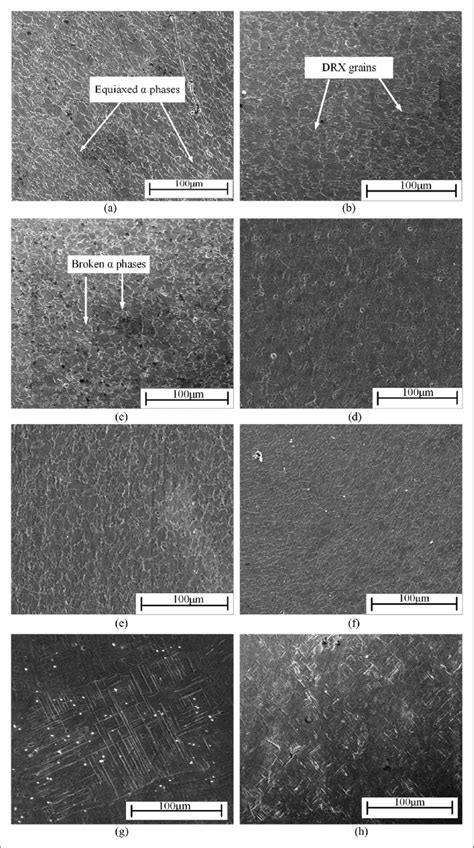 Microstructure of Ti-6Al-4V (TC4) titanium alloy after hot compression ...