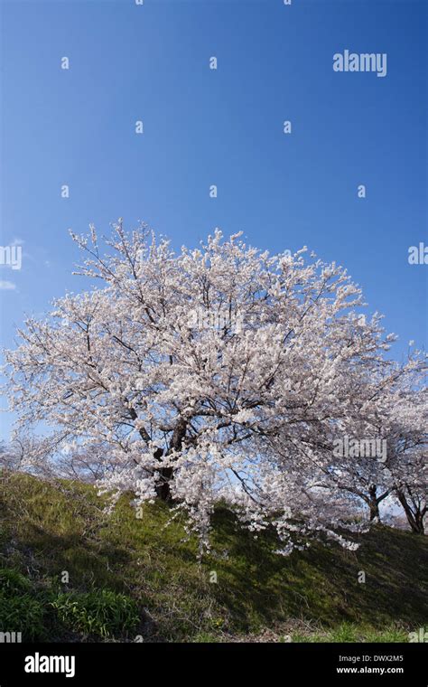 Cherry Blossoms in Azumino, Nagano, Japan Stock Photo - Alamy