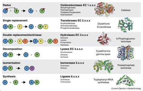 Explain Different Classes Of Enzyme And Write About Enzyme Action. – Learn Loner