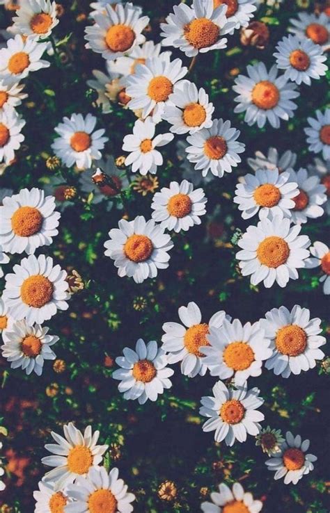 Cute Daisy Wallpapers - Top Free Cute Daisy Backgrounds - WallpaperAccess