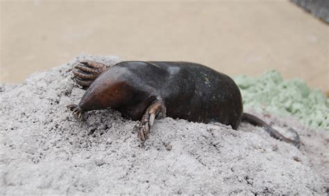 Star-nosed mole - San Francisco Zoo & Gardens