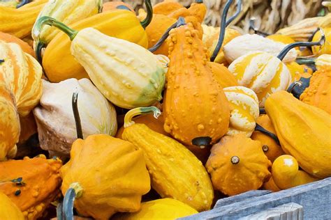 Yellow Squash Gourd at Kurt Carter blog