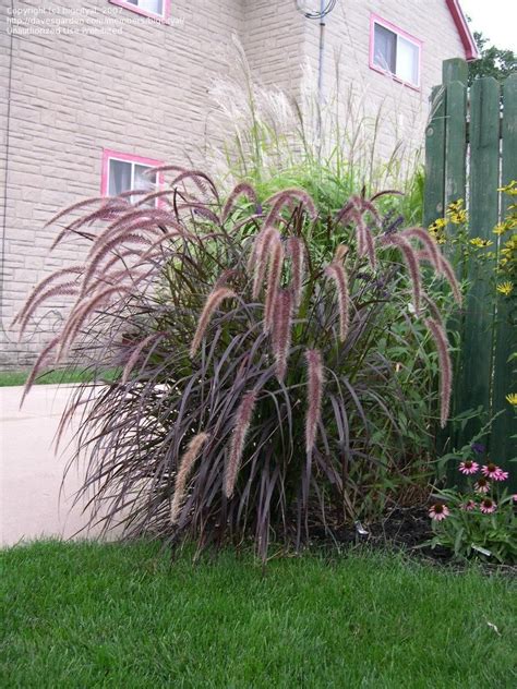 purple fountain grass full to partsun 30-36 ft tall in 2021 | Shade garden, Fountain grass ...