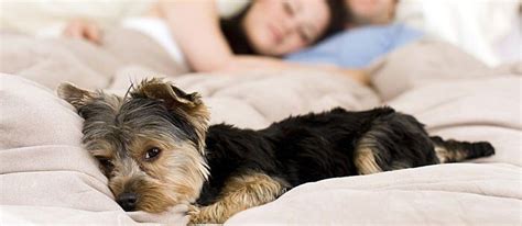 Liver Disease in Dogs: The Signs, Symptoms and Solutions - Care.com Resources