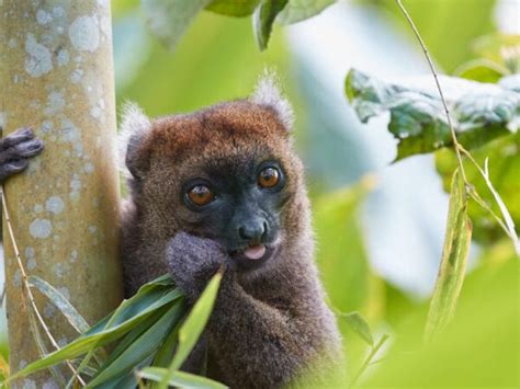 Greater Bamboo Lemur Programme - IUCN SOS