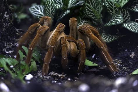 11 Goliath Birdeater Tarantula Facts - Fact Animal