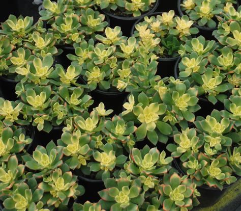 Succulents and Xeriphytes | PALOMAR MESA GROWERS