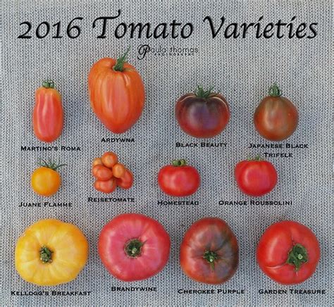 Tomato and Pepper Varieties 2017 | Gapey's Grub