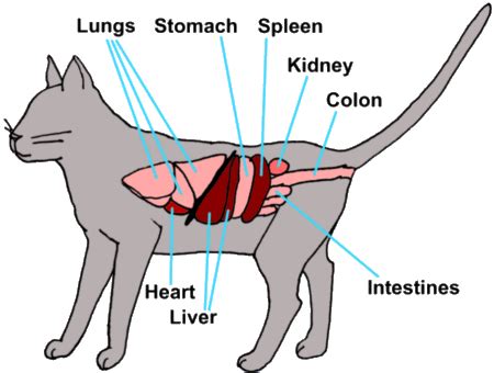 Lymphoma in Cats - Mar Vista Animal Medical Center