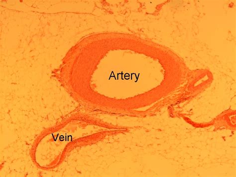 Arteries Veins And Capillaries Microscope