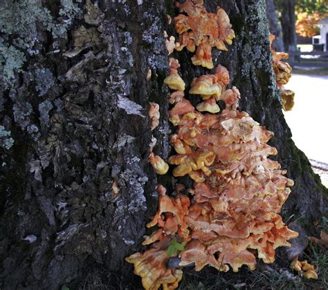 meeyauw's Photo A Day: Sulphur Shelf Mushroom